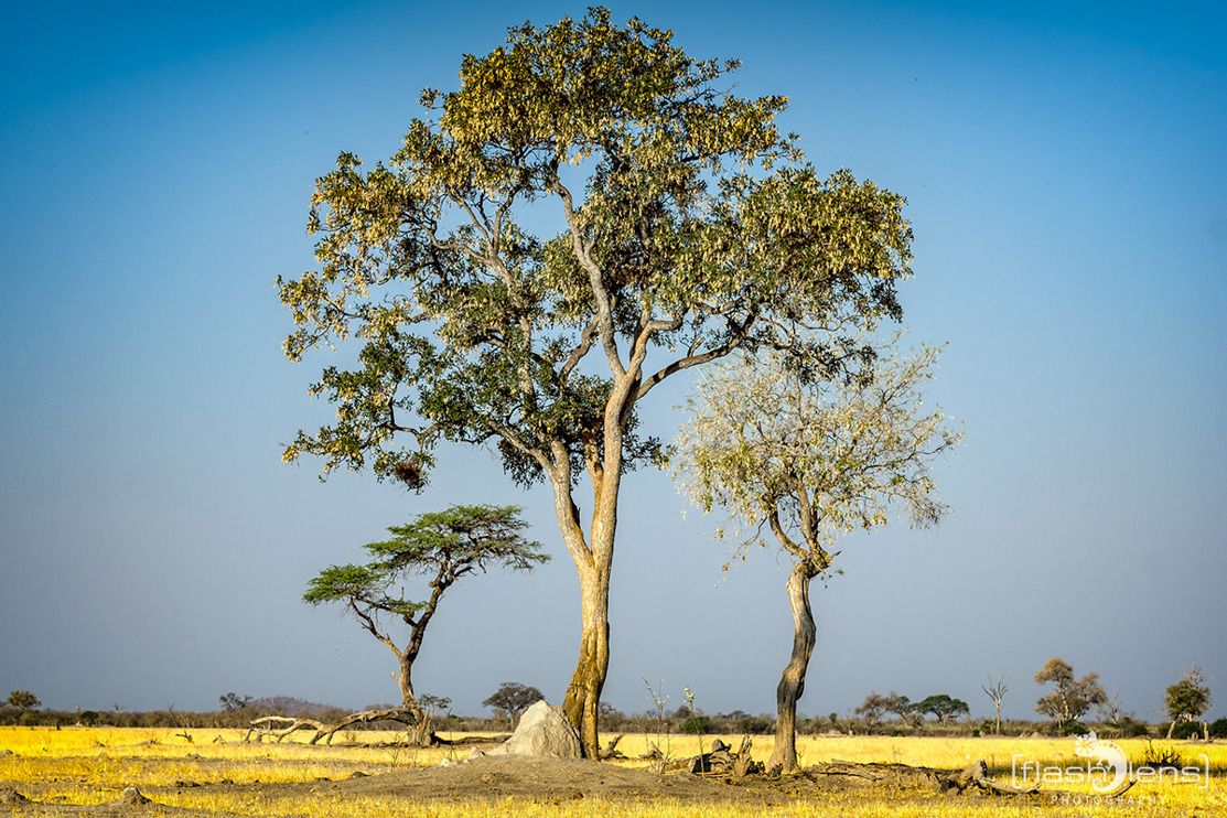 04 savuti