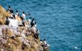 0067 fowlsheught cliffs