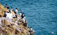 0067 fowlsheught cliffs