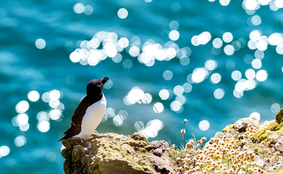 0067 fowlsheught cliffs