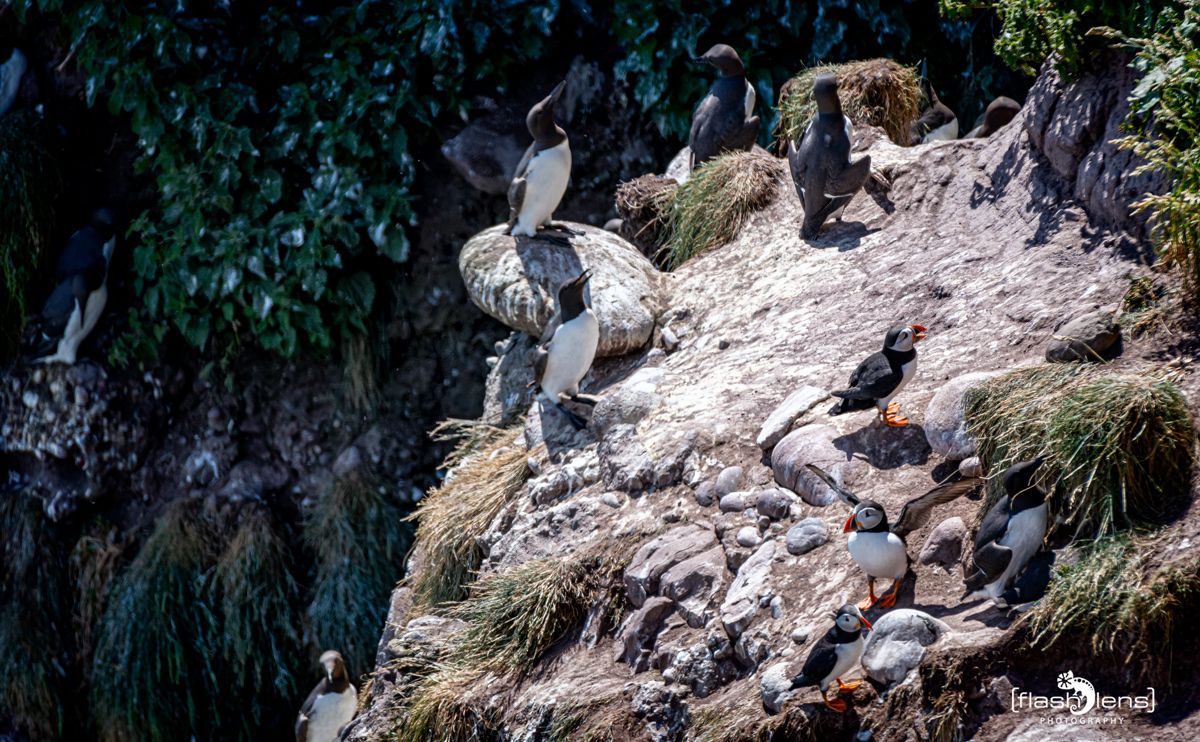 0067 fowlsheught cliffs