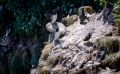 0067 fowlsheught cliffs