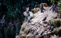 0067 fowlsheught cliffs