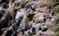 0067 fowlsheught cliffs