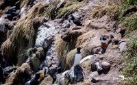 0067 fowlsheught cliffs