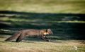 01 ardnamurchan