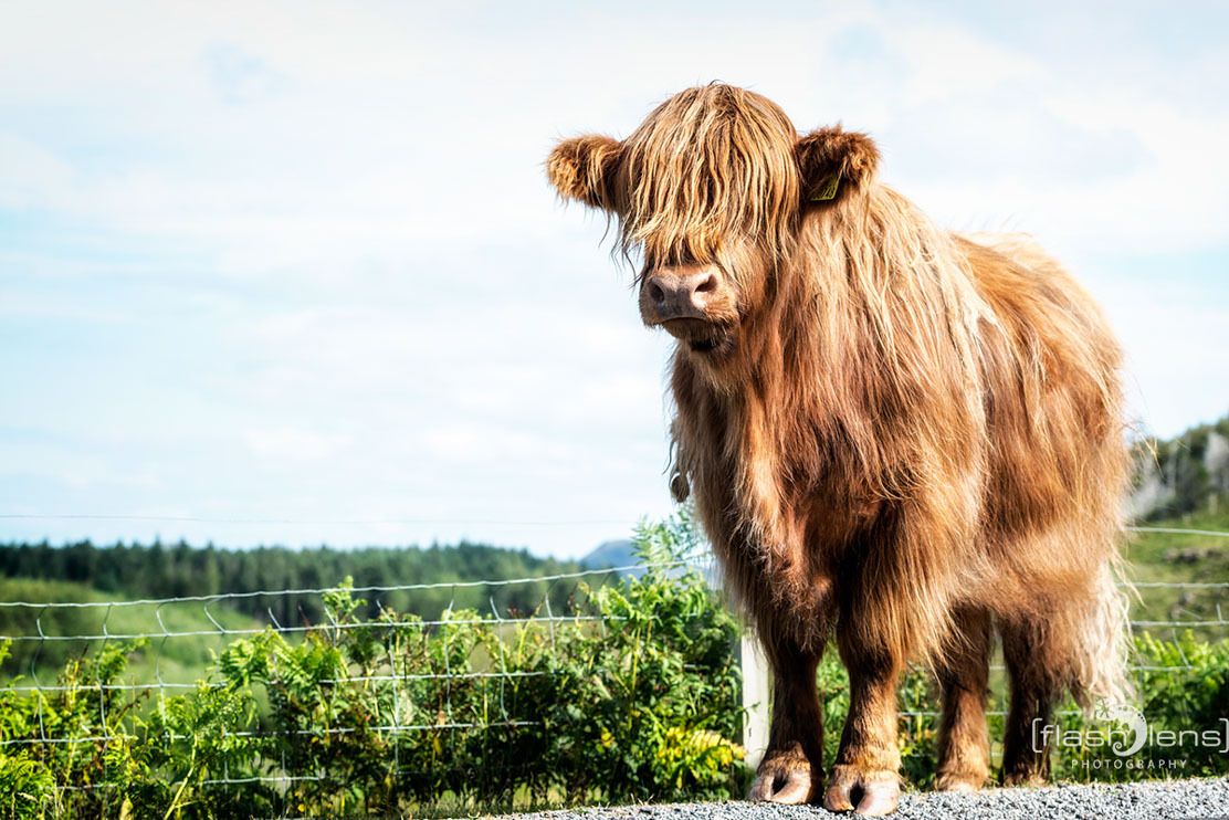 02 galloways