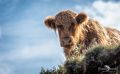 02 galloways