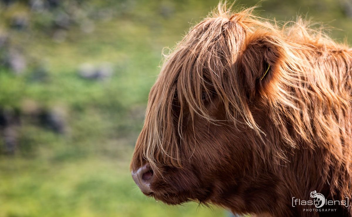 02 galloways