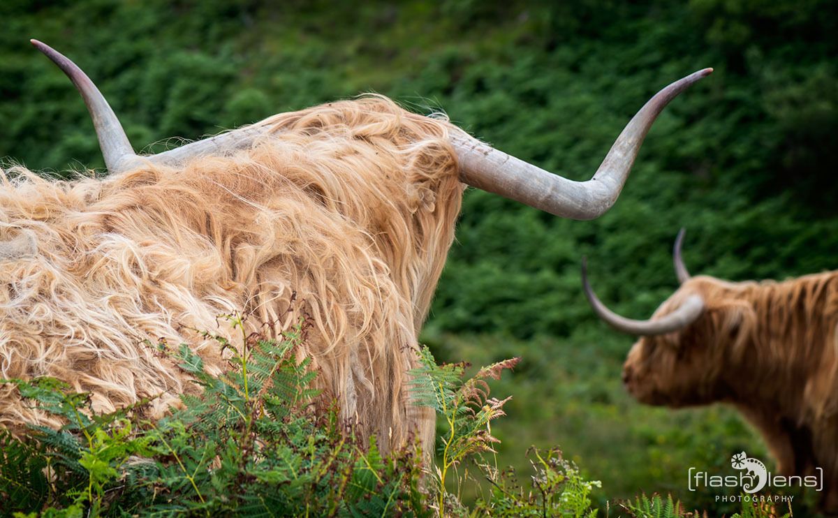 02 galloways