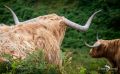 02 galloways