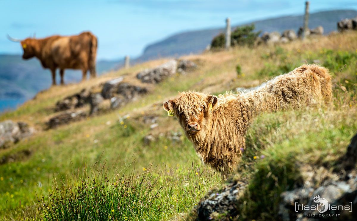 02 galloways