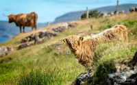 02 galloways