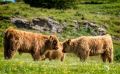 02 galloways