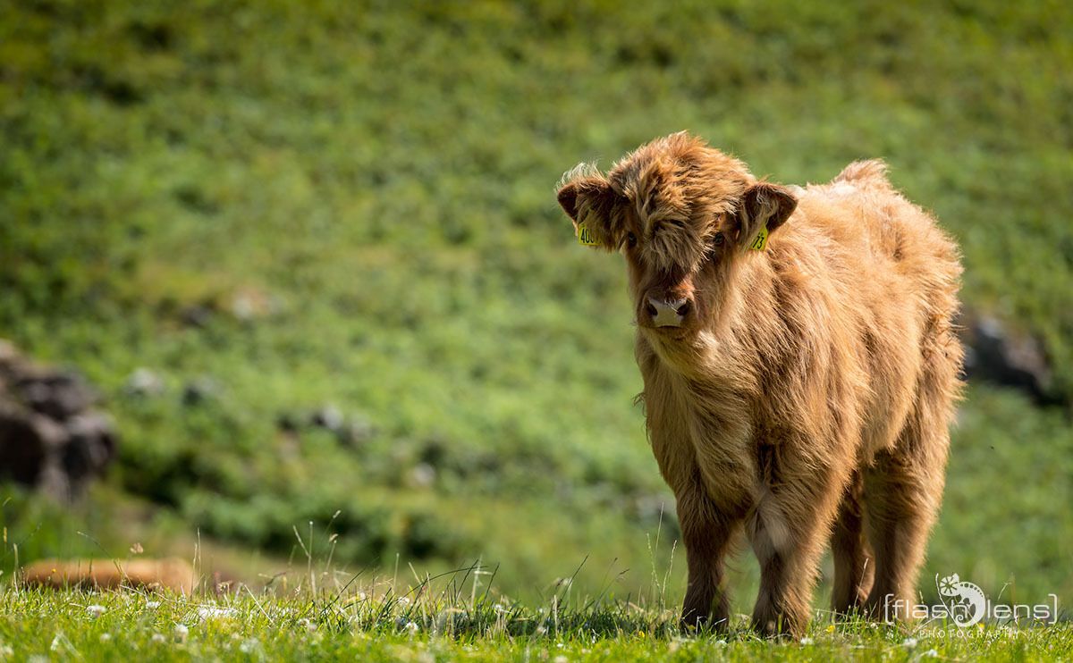 02 galloways