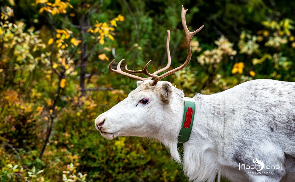 schweden