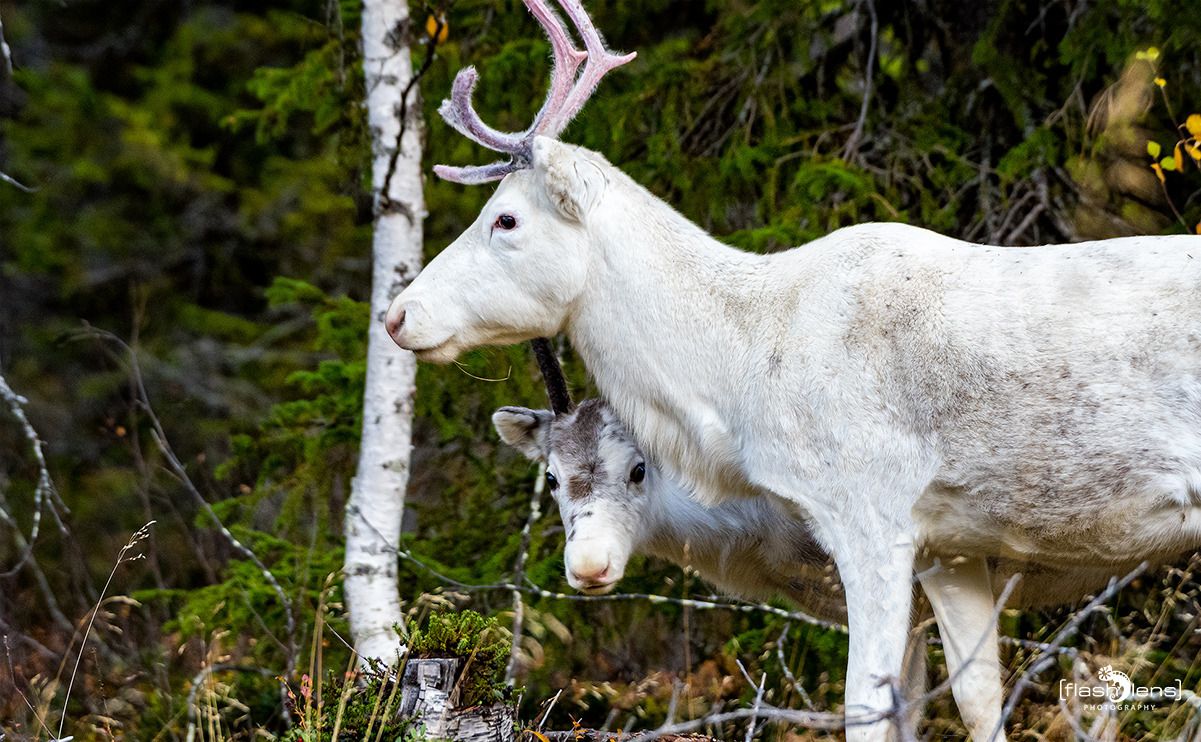 schweden