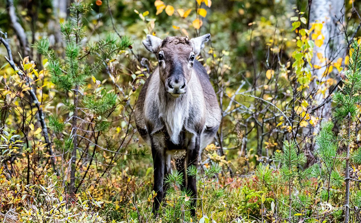 schweden