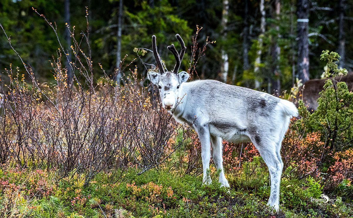 schweden