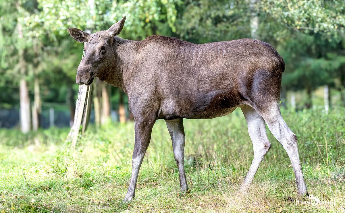 schweden