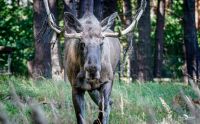 uckermark