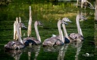 uckermark