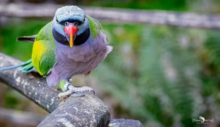 Vogelpark Eckenhagen