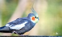 vogelpark eckenhagen