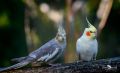 vogelpark eckenhagen