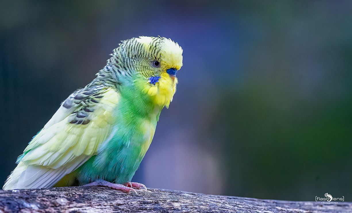 vogelpark eckenhagen