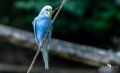 vogelpark eckenhagen