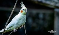 vogelpark eckenhagen