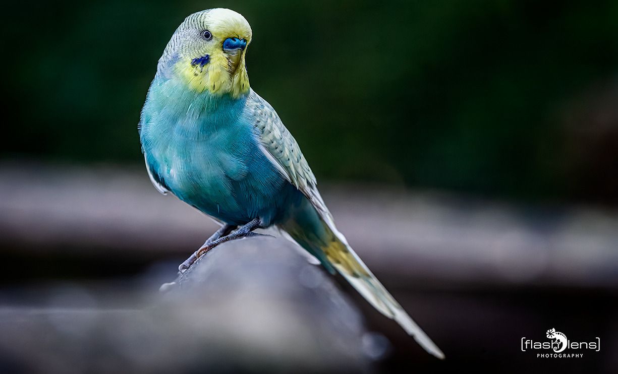 vogelpark eckenhagen